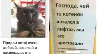 "Зовут Барсик, но на имя не откликается, потому что сволочь": самые смешные объявления про котов