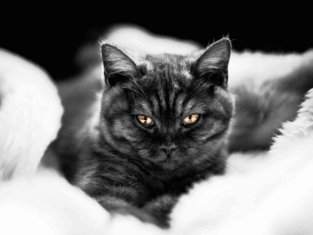 Британская-черная-кошка