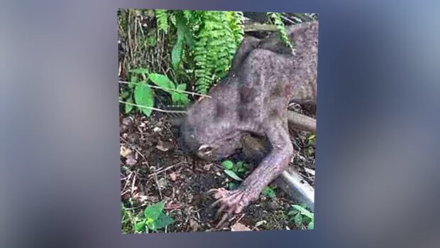 В Индонезии обнаружили неизвестное существо: как оно выглядит