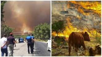 Масштабні лісові пожежі в Туреччині: тварини гинуть у вогні, туристів евакуюють — моторошні кадри (ФОТО, ВІДЕО)