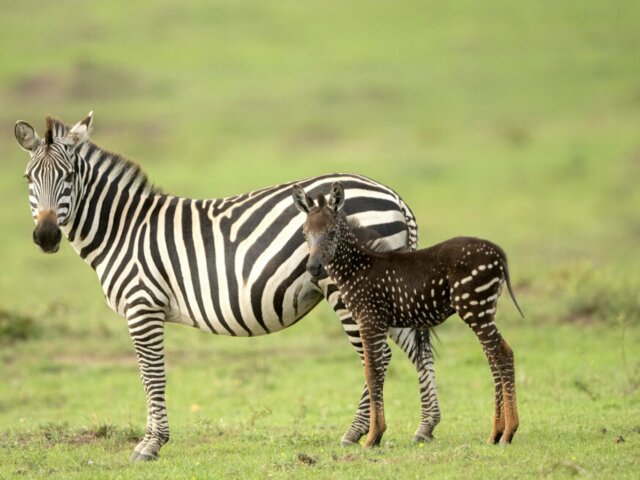 в Кении появилась уникальная зебра