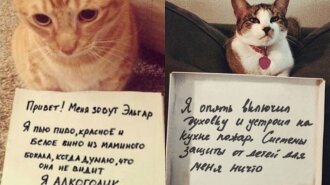Усатые хулиганы: котики, которые знают толк в шалостях (ФОТО)
