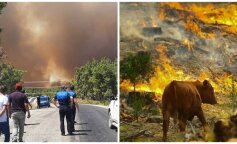 Масштабные лесные пожары в Турции: животные гибнут в огне, туристов эвакуируют — жуткие кадры (ФОТО, ВИДЕО)