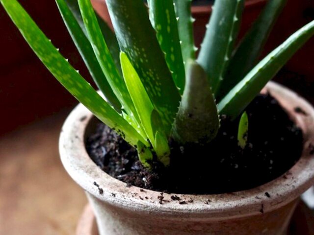 Алоэ по праву считается одним из самых полезных комнатных растений