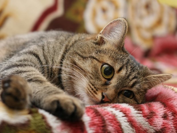 Как кошки дают понять хозяину, что с его здоровьем что-то не так