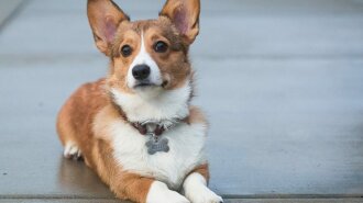 Чому варто завести собаку: лікарі розповіли про переваги