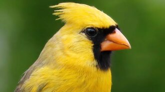 Уникальная птица