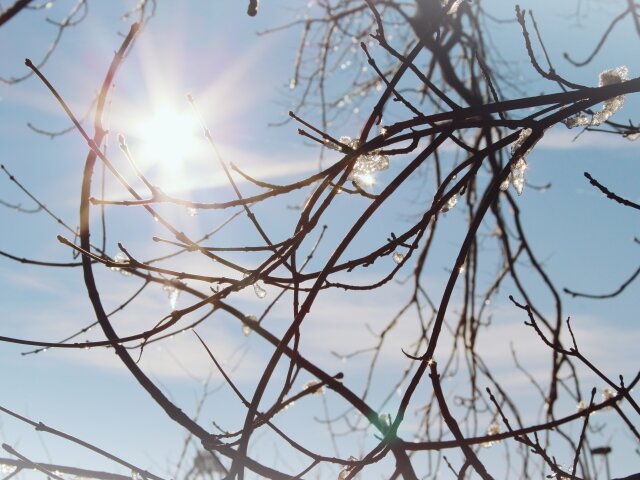 sun-branches-sparkle-nature-wallpaper