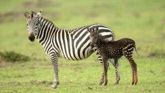 в Кении появилась уникальная зебра