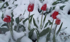 Сніг, погода, похолодання, кадр з відео