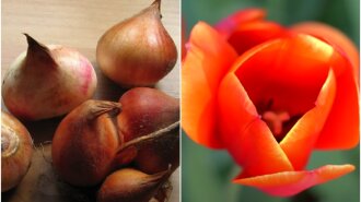 нужно ли выкапывать луковицы тюльпанов каждый год