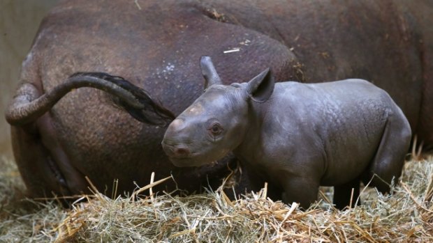 В зоопарке Магдебурга показали черного носорога