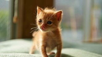 Сеть рассмешил самый маленький котенок в мире (фото и видео)