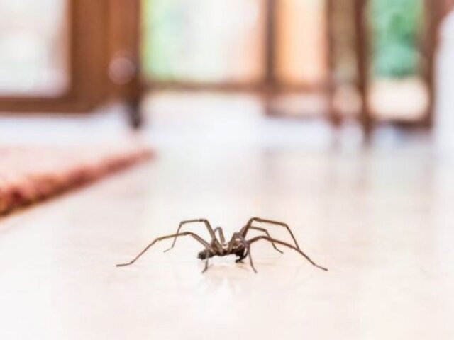 common-house-spider-on-the-floor-in-a-home-860254376-5afb557c8e1b6e0036b720ff-e1528036029865_8052640