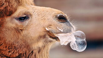 Американка укусила верблюда за гениталии: этот инцидент удивил даже полицейских
