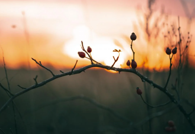 Весеннее равноденствие, фото: freepik.com