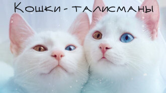 Кошки-талисманы: породы кошек, успех