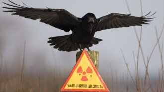 A raven stretches its wings as it sits on a post inside the exclusion zone around the Chernobyl nucl