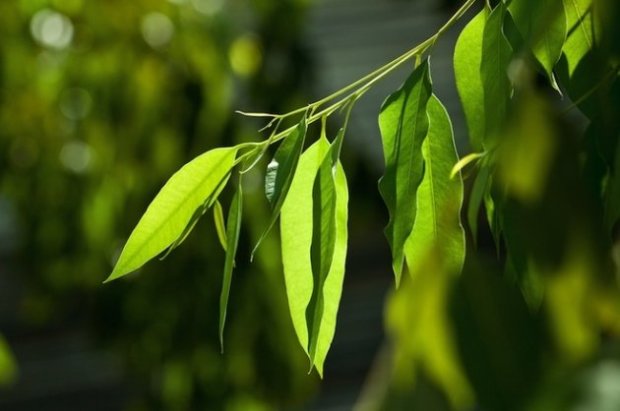 Листья эвкалипта, из которых делают хлорофиллипт
