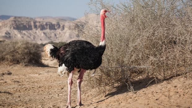 Интересные факты о страусах: эти птицы смогут тебя удивить