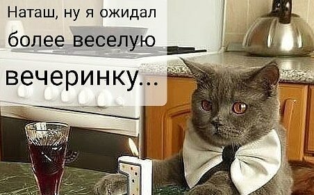 Коты VS Наташа: подборка самых смешных фото от пользователей Сети