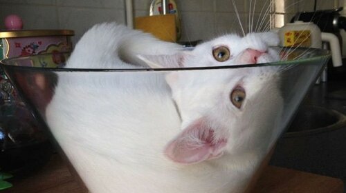 Самый пластичный кот в мире стал хитом интернета