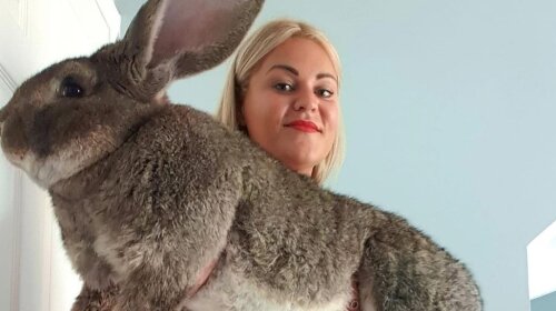 Вухатий гігант: як виглядає найбільший кролик у світі (ФОТО)