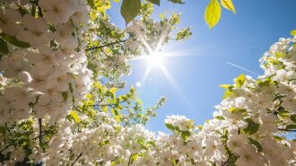 Справжня весна: скільки ще буде тривати тепла погода в Україні