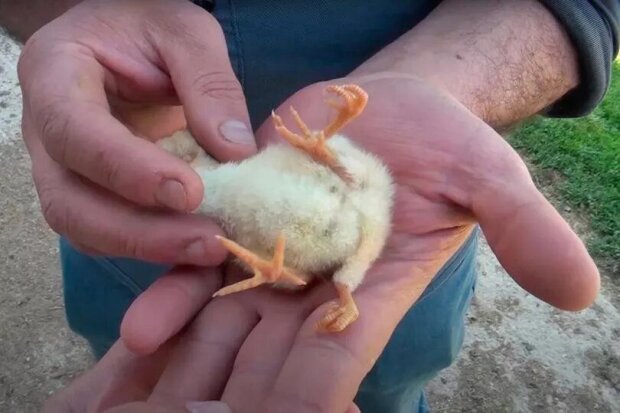 В Турции родился цыпленок-мутант: как он выглядит (ФОТО)