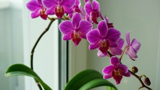 Советы бывалой хозяйки: Как ухаживать за орхидеей, чтобы она буйно цвела  круглый год