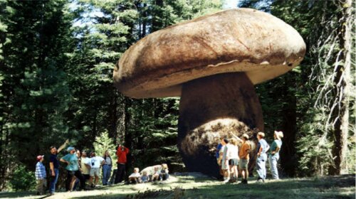 самый большой гриб в мире
