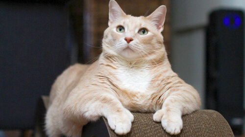 Самый толстый кот