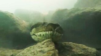 В Бразилии дайверы встретили под водой огромную анаконду (ФОТО)