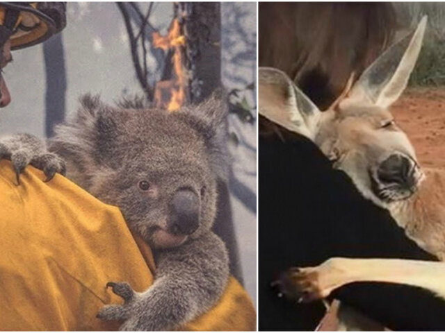 Пожежі в Австралії: виживші тварини
