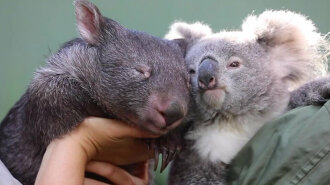 Карантин зближує: як між коалой і вомбатом виникла ніжна дружба (ВІДЕО)