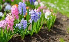 Які квіти найкраще посадити восени.