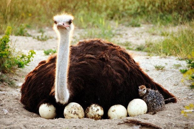 Наукові факти про страусів: що цікавого в цих тварин