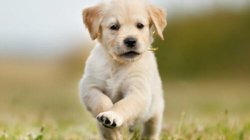 puppy-boundaries_header