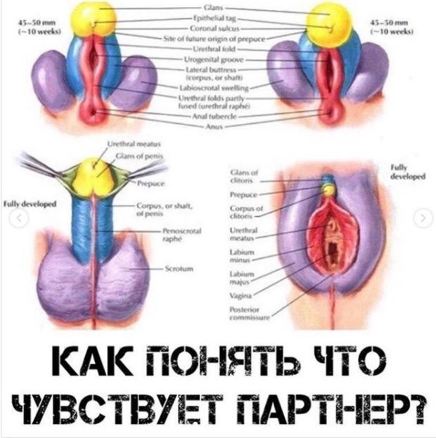 Строение половых органов мужчин и женщин. Желтым цветом помечены одинаковые ткани в мужской и женско