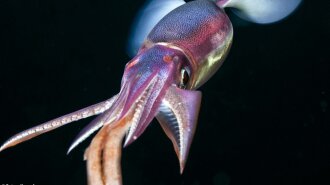 10 «инопланетных» существ со дна Тихого океана: потрясающие кадры
