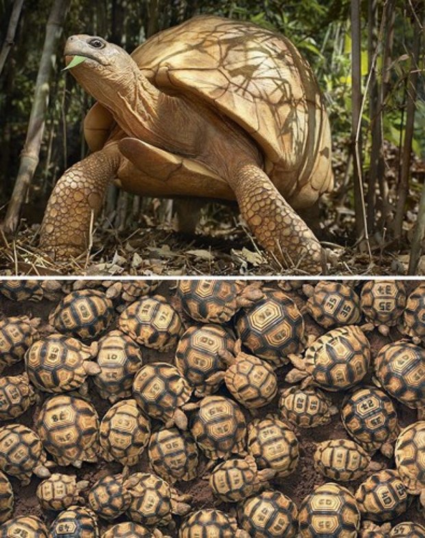 Мадагаскарська клювогрудая черепаха