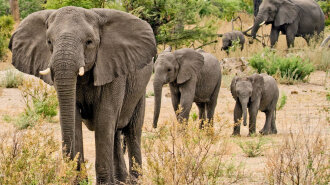 В Индии мужчина завещал 2,5 гектара земли… слонам