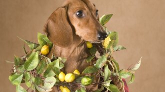Сеть рассмешила реакция собаки на кислый лимон (фото и видео)