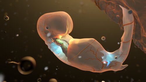Эмбрион химера: эксперимент