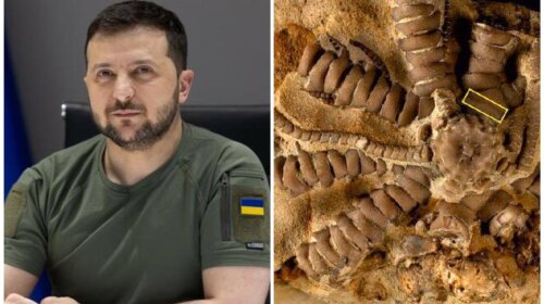 С десятью лапами и острыми когтями: палеонтологи назвали древнее существо в честь Владимира Зеленского