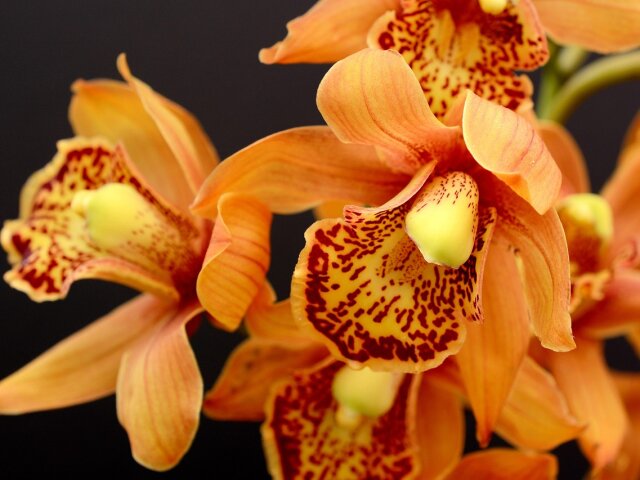 Орхидеи. Фото: Annette с сайта Pixabay