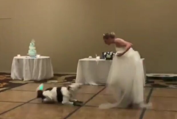 наречена танцює з собакою, Танцююча собака, фото, відео