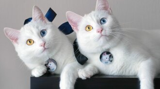 Унікальні породи кішок: найрідкісніші кішки