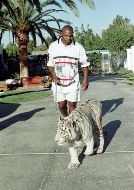 Майкл Тайсон прогуливается с бенгальским тигром по улице
