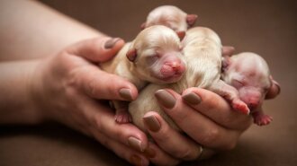 Крошечные собаки в ладонях: фотоподборка милых щенков